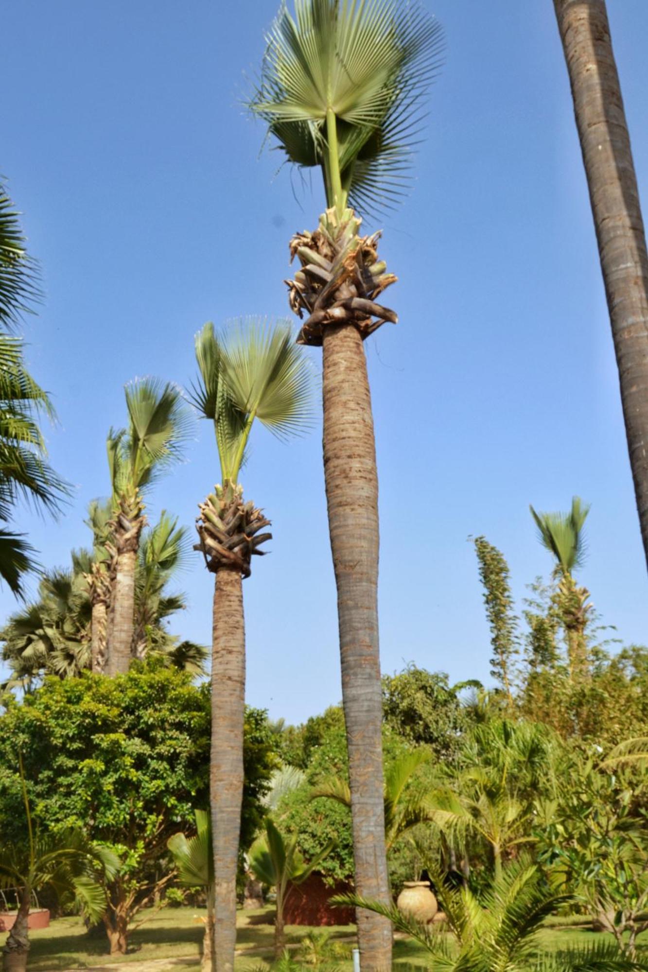 Keur Palmier Saly Hotel Exterior photo